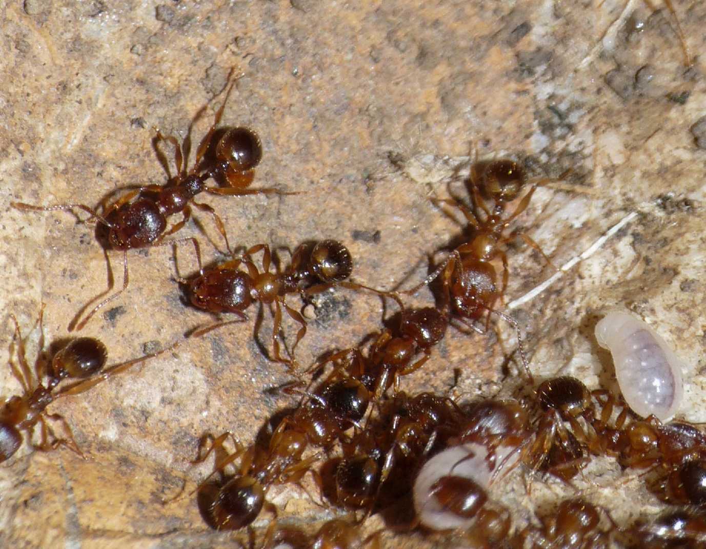 Formiche (Myrmica sp.) parassitate da acari